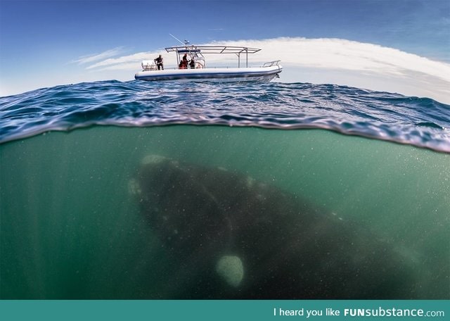 Awesome shot of a whale underwater