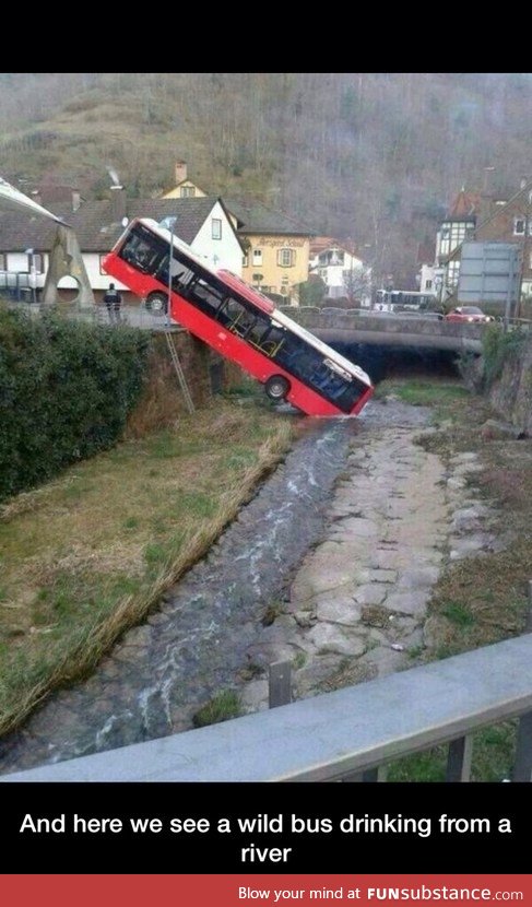 Wild bus drinking water