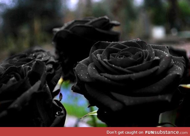 Gorgeous black rose