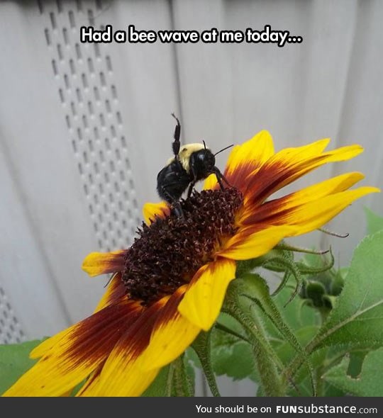Very friendly bee