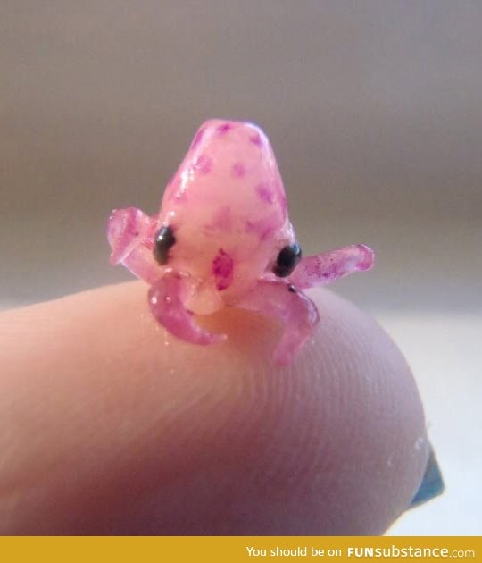 Tiny baby octopus