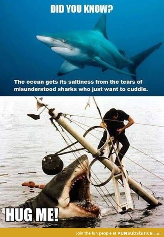 Sad misunderstood shark