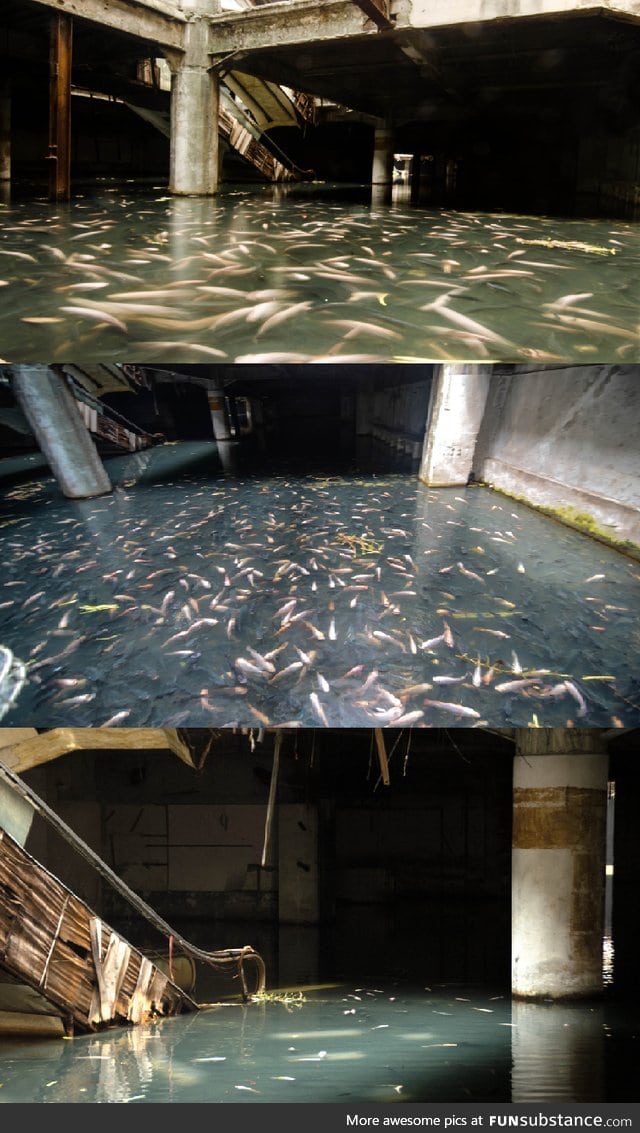 Fish living in abandoned mall