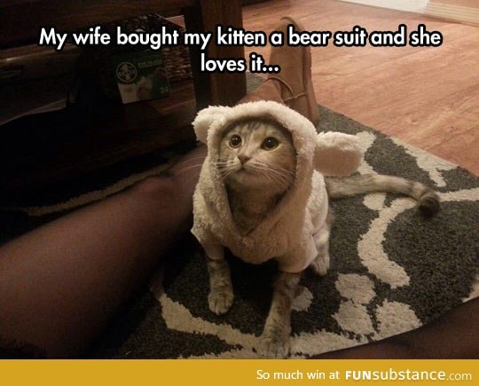 Kitten in a bear suit