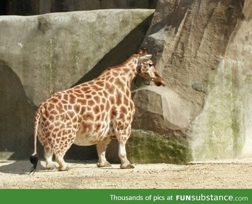 Giraffe with Dwarfism
