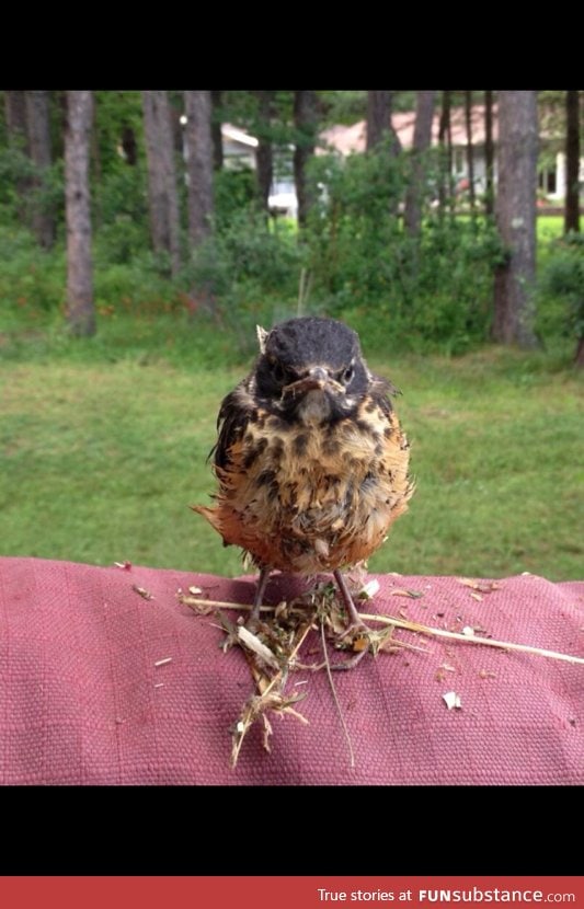 Girlfriends aunt saved a bird that clearly didn't want to be saved
