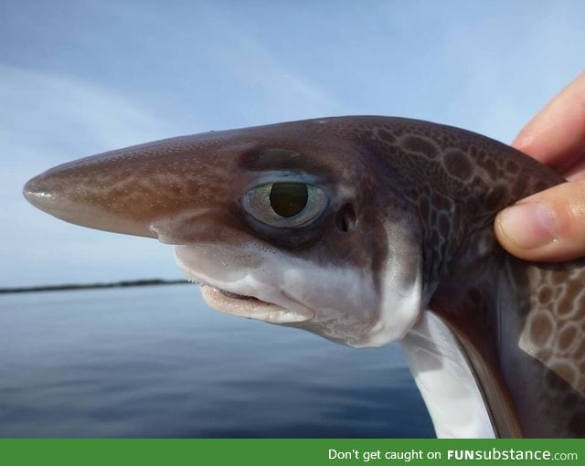 This fish is sick of your shit