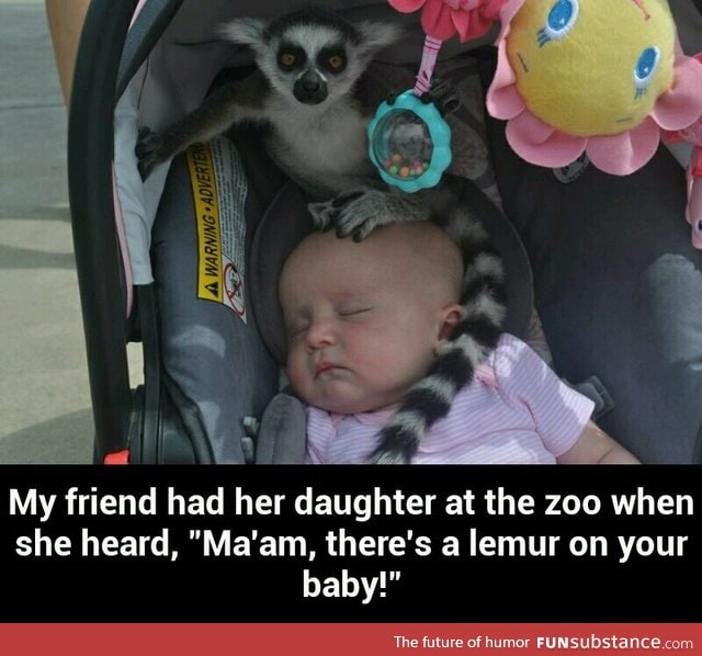 Lemur on your baby