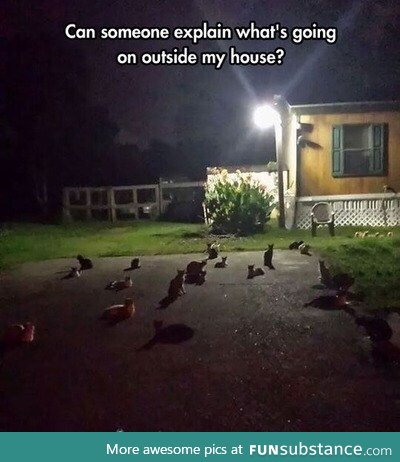 Cat invasion