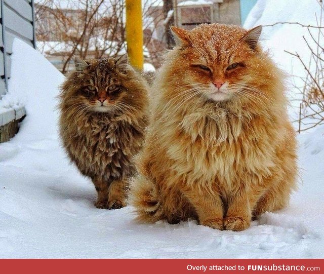 These Norwegian forest cats
