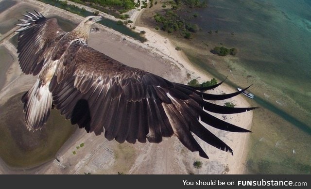 Eagle photographed by a drone