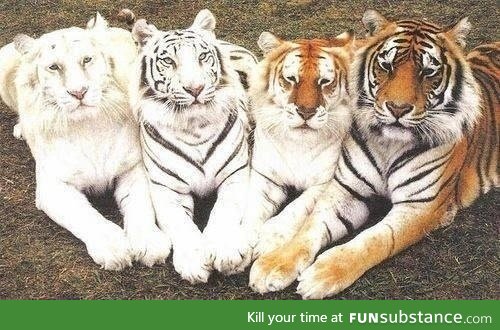 Tigers of all shades