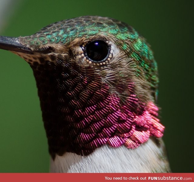 Close up look at a hummingbird's feathers