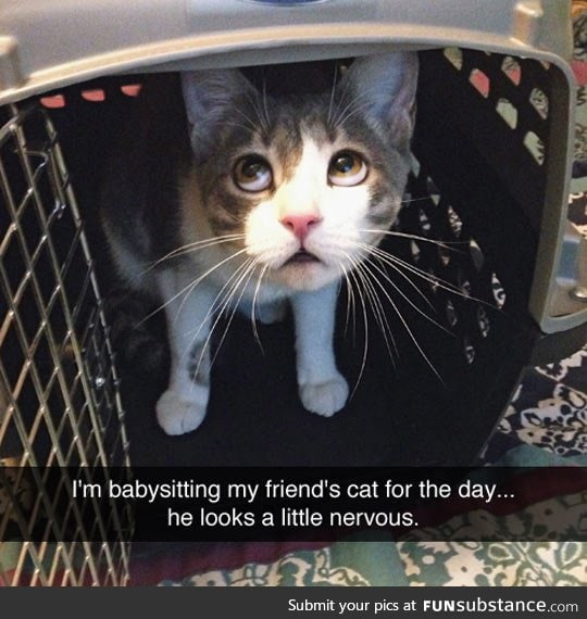 Poor little kitty