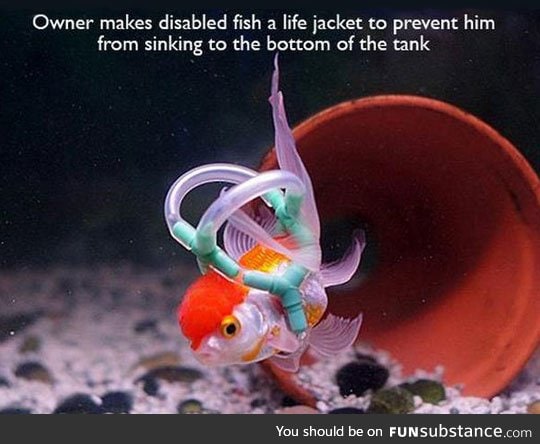 Fish life jacket