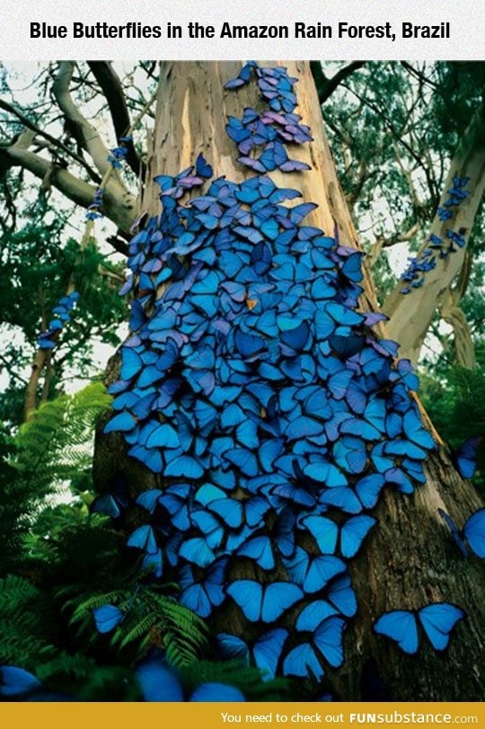 Butterflies in the amazon