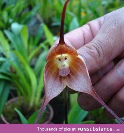Monkey Orchid