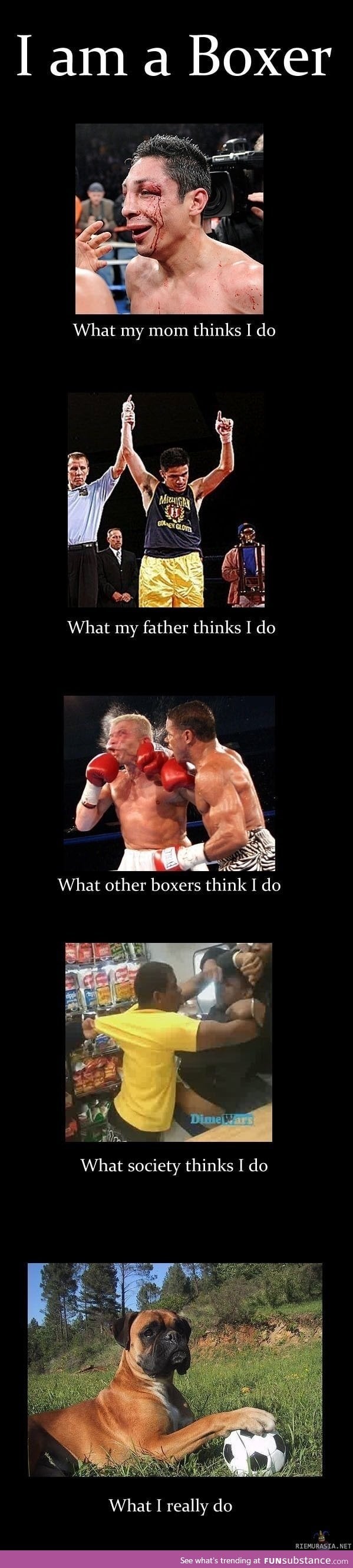 Boxers are misunderstood