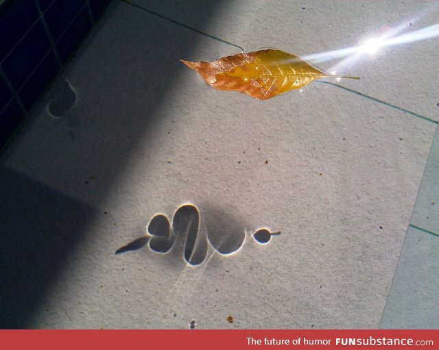 The shadow of this leaf in water