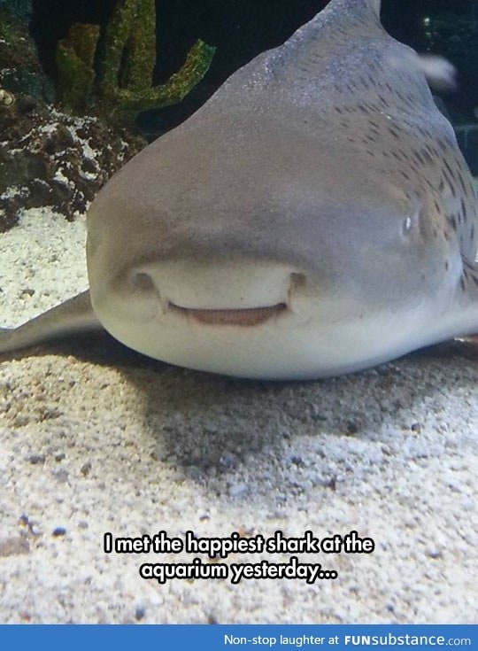 The happiest shark
