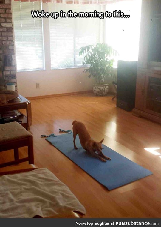 Don't disturb yoga dog