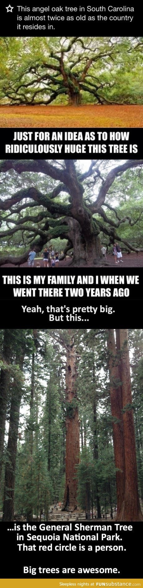 Big trees, man