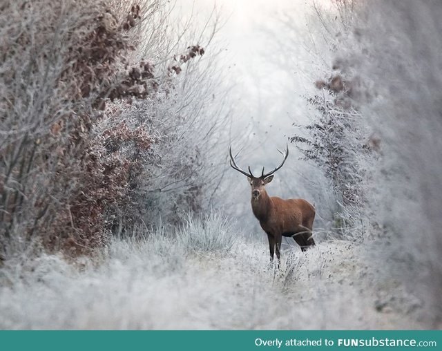 Cold Encounter - Deer in the morning frost