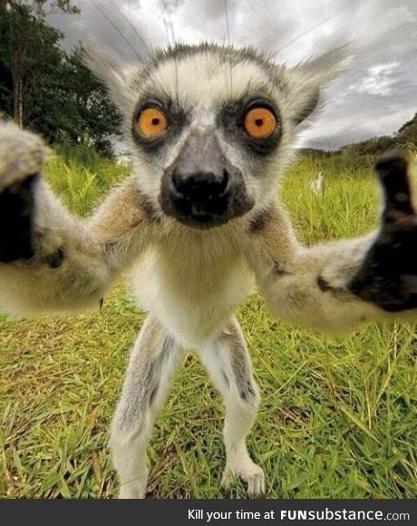 But first, lemur take a selfie