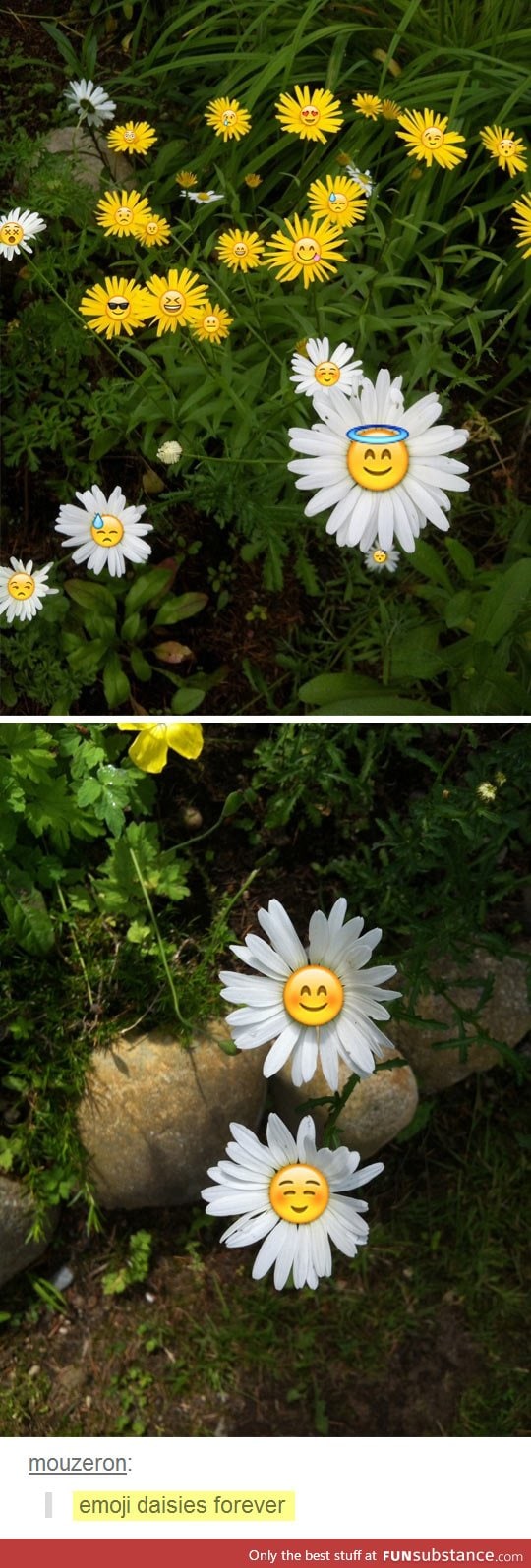 Emoji daisies