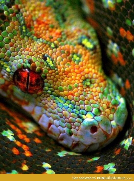 Macro snake