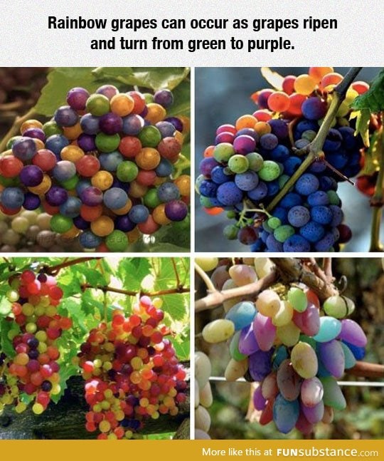 The rare rainbow grapes