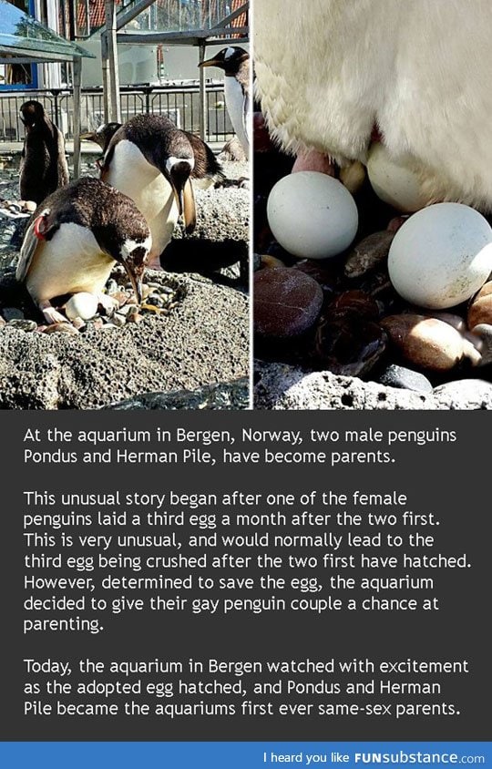 Gay penguins are now parents