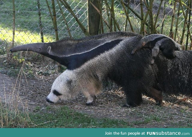 This anteater's front leg looks like a panda