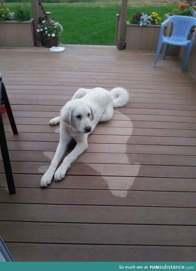 The dog slept through the rain and left an imprint on the deck