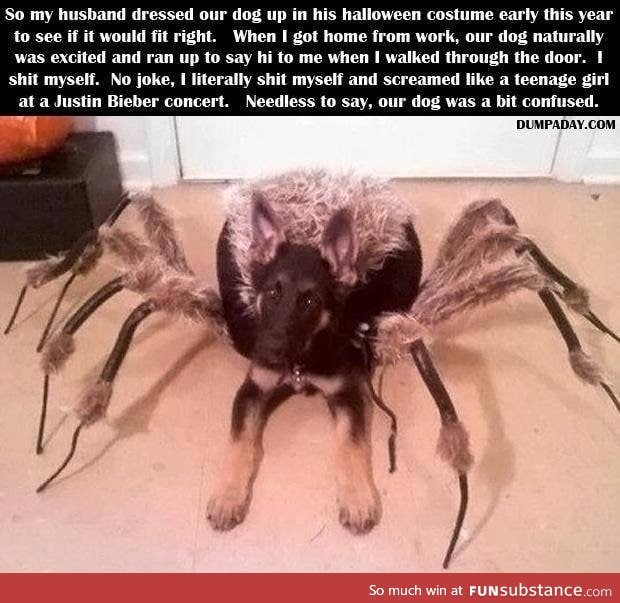 Does whatever a Spiderdog does
