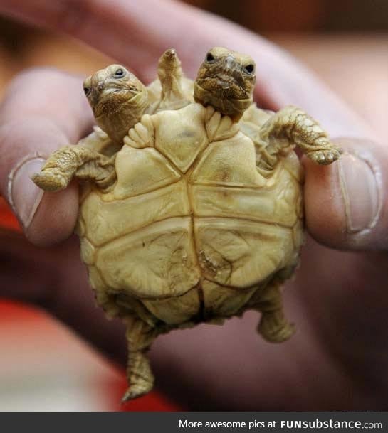 Infant mutant baby turtle