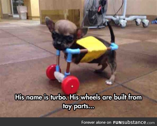 Dog on wheels