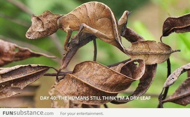 Dry Leaf Chameleon