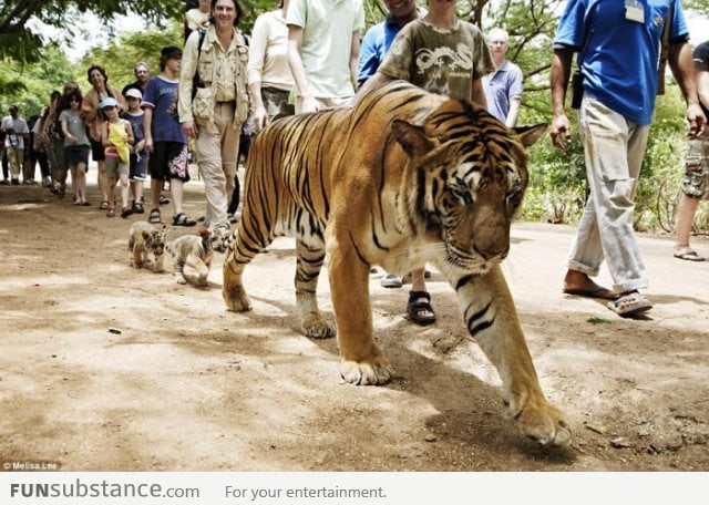 Daddy Tiger and his cubs following the crowd