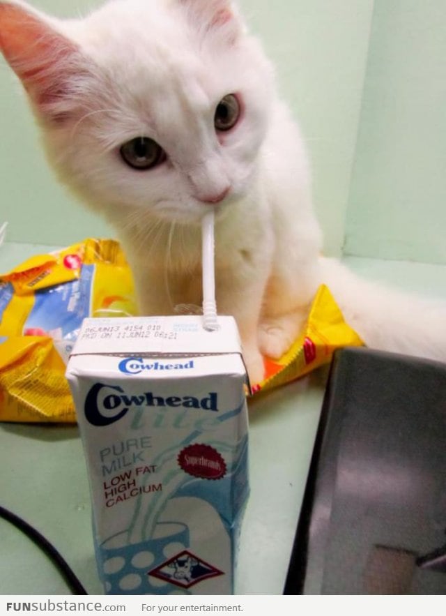 How my cat drinks his milk