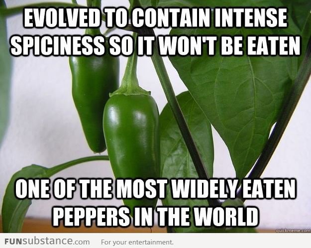 Bad Luck Jalapeno