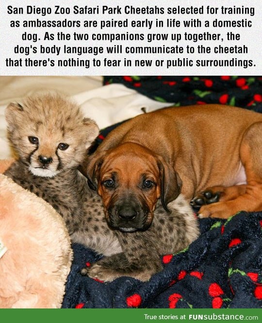 Cheetahs and dogs