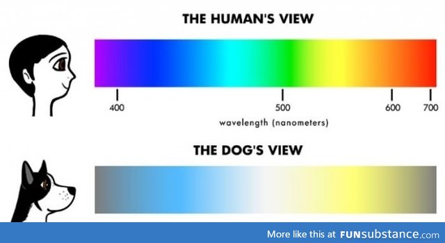 Dog vs Human Vision