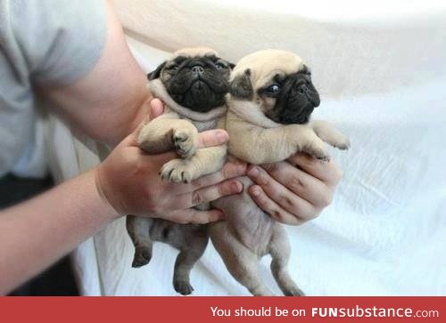 Handful of pugs. You're welcome :)