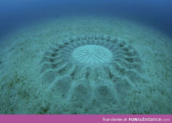 Amazing underwater 'crop circles' spun by Japanese puffer fish to attract a mate