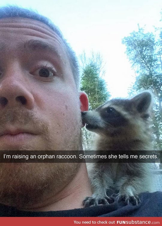 Raccoon secrets