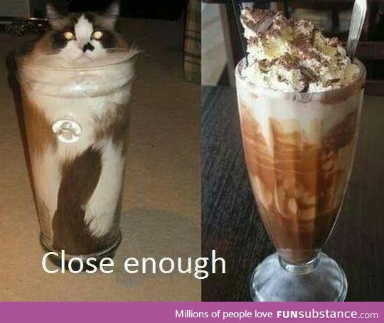 The milkshake cat
