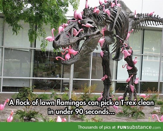 Flamingos are very dangerous