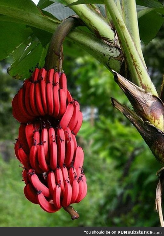 Red bananas exist