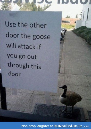Help, a goose!